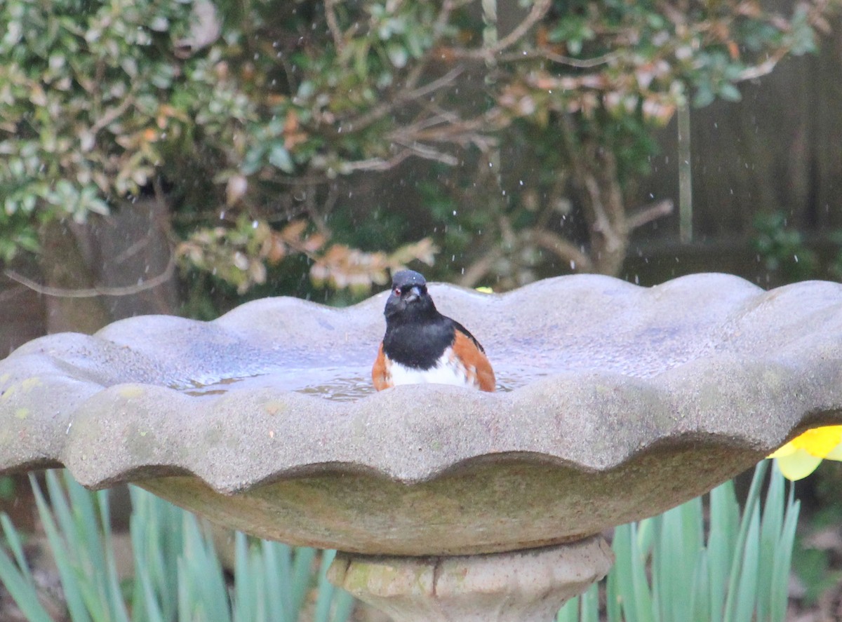Eastern Towhee - ML632646491