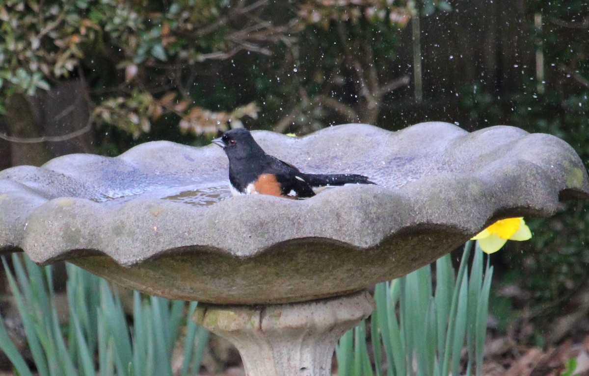 Eastern Towhee - ML632646493