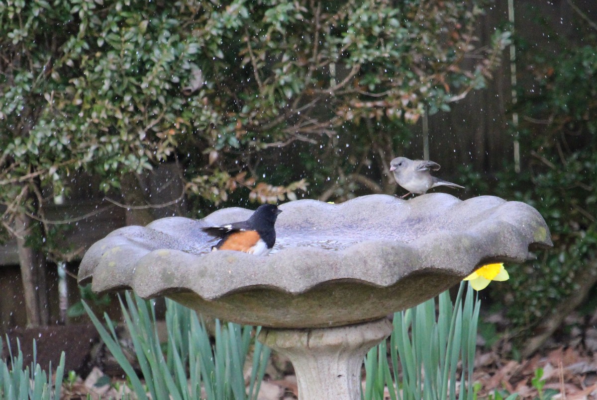 Eastern Towhee - ML632646498