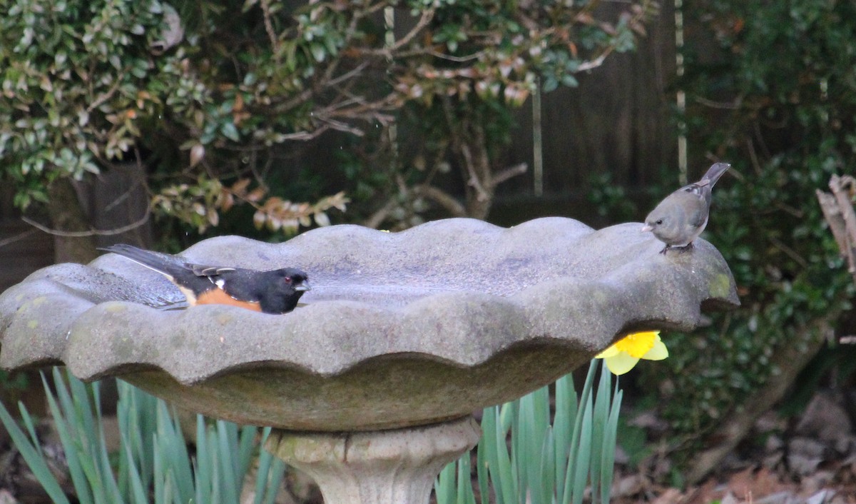 Eastern Towhee - ML632646501