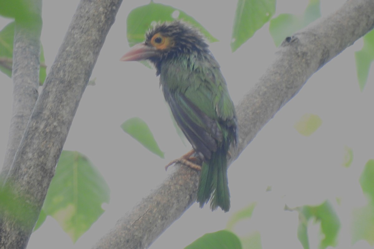 Brown-headed Barbet - ML632646823