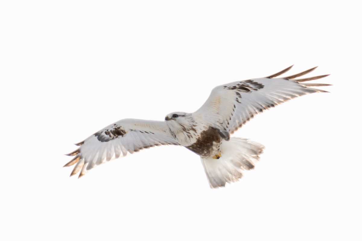 Rough-legged Hawk - ML632647166