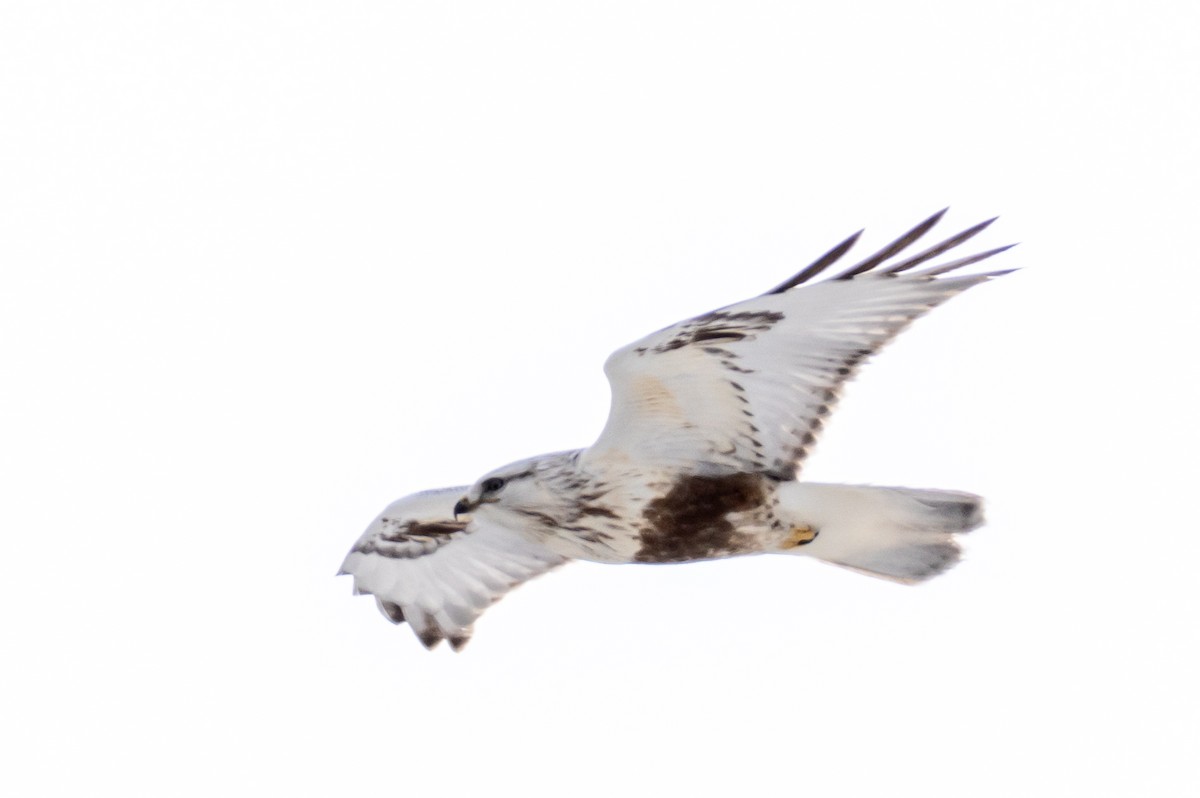 Rough-legged Hawk - ML632647167
