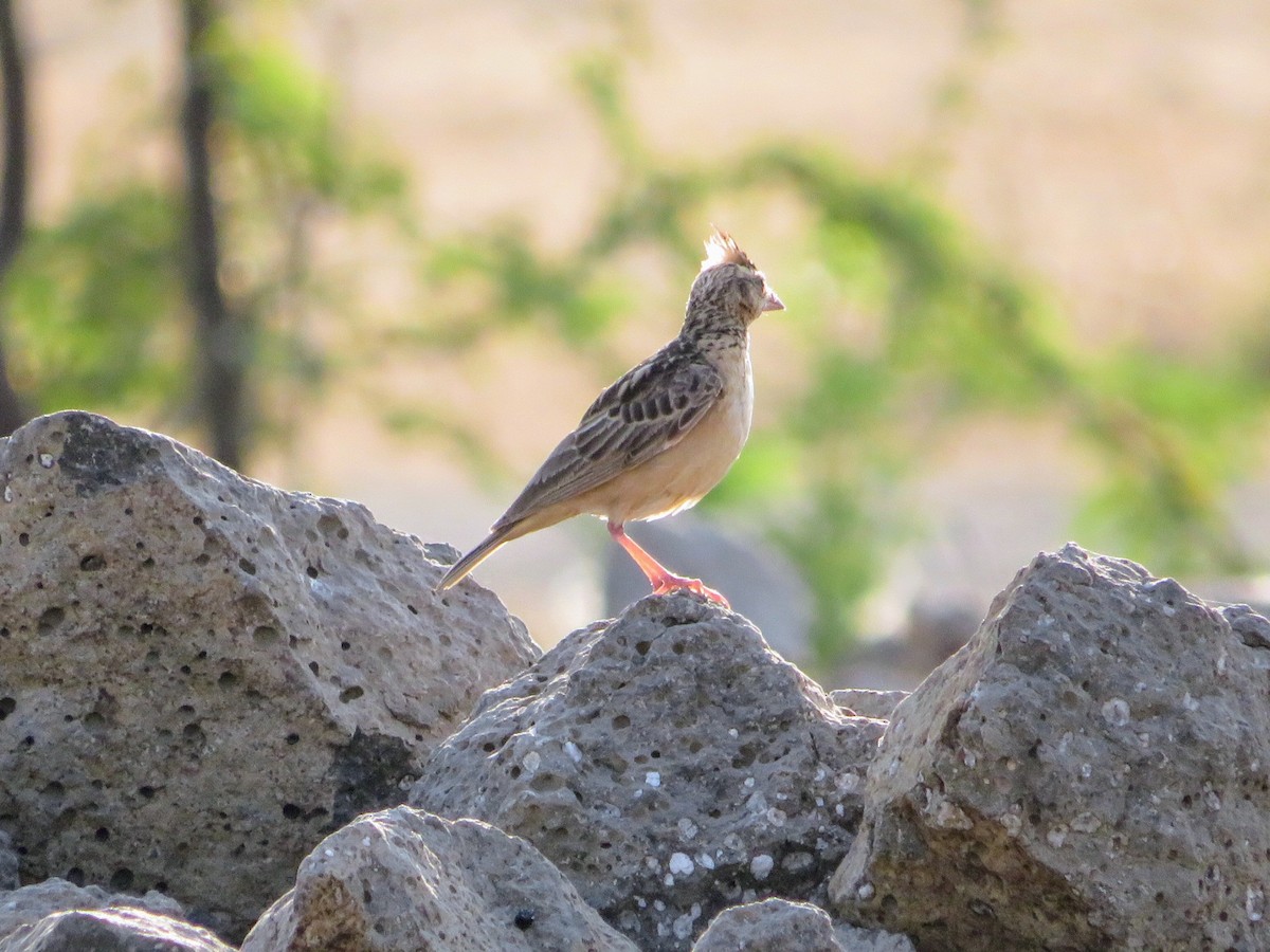 Deva Toygarı - ML632647267
