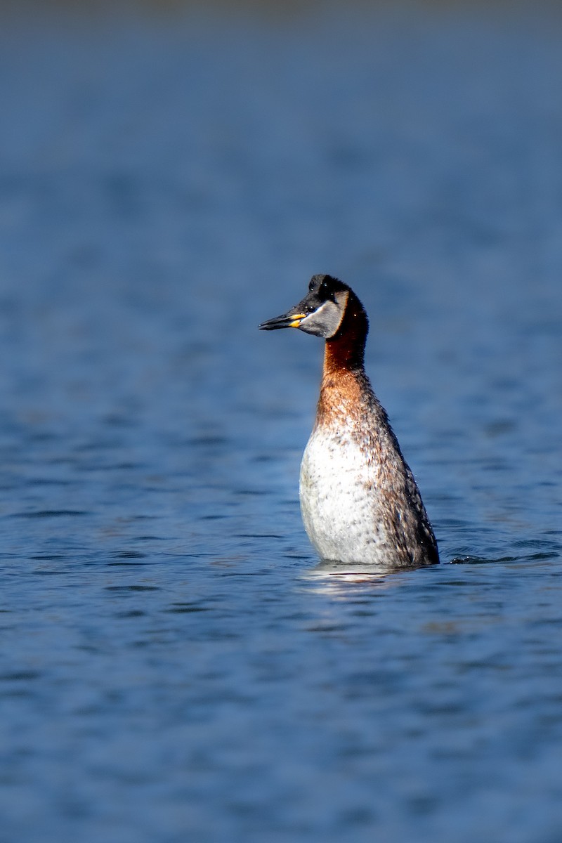 Red-necked Grebe - ML632647408