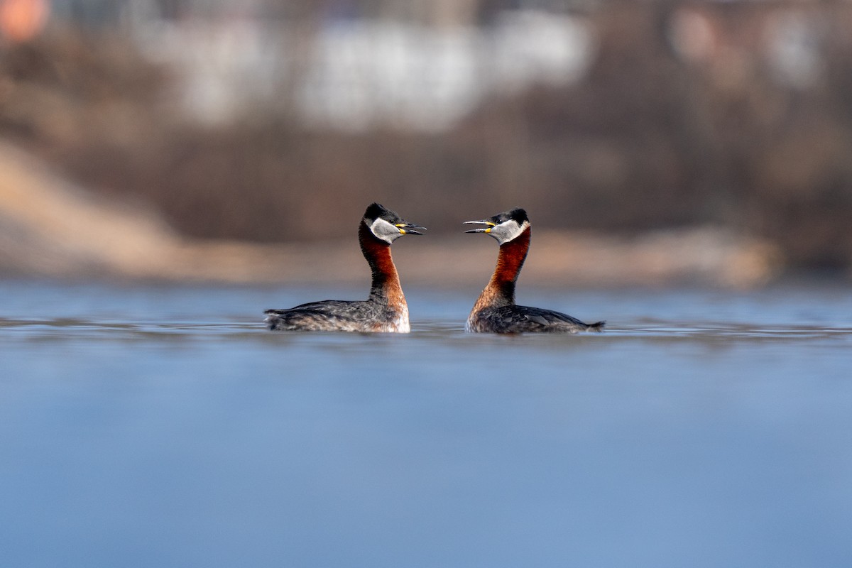 Red-necked Grebe - ML632647411