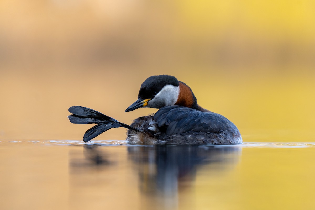 Red-necked Grebe - ML632647412