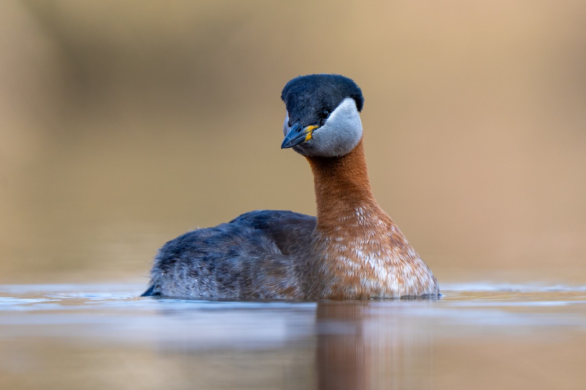 Red-necked Grebe - ML632647413