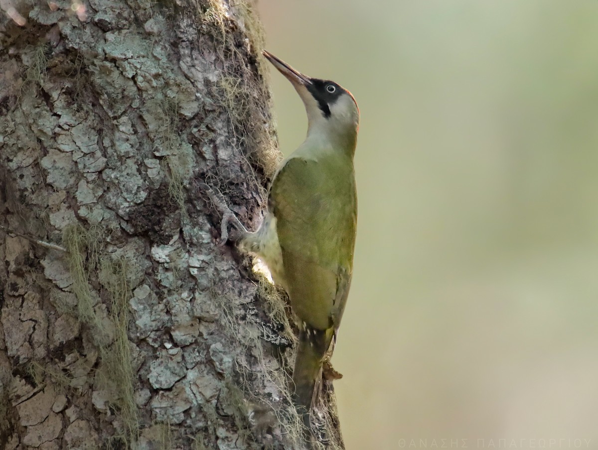 Eurasian Green Woodpecker - ML632647486