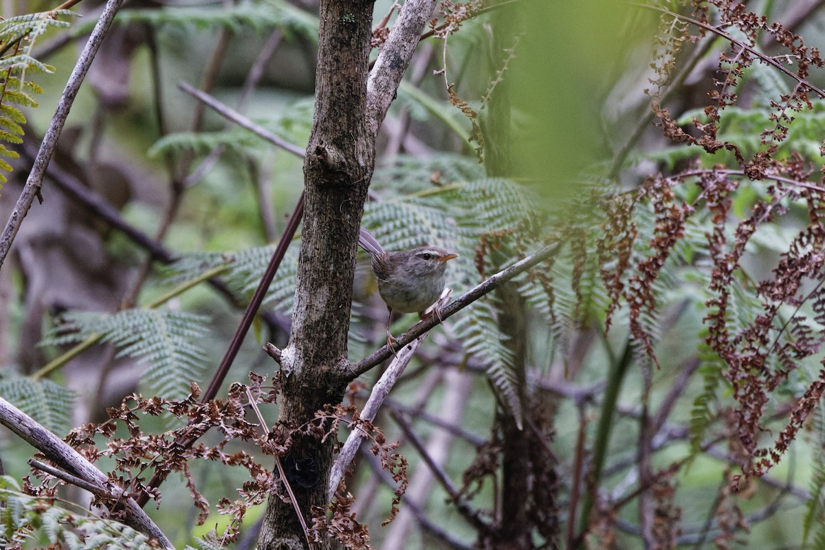 Aberrant Bush Warbler (Sunda) - ML632647510