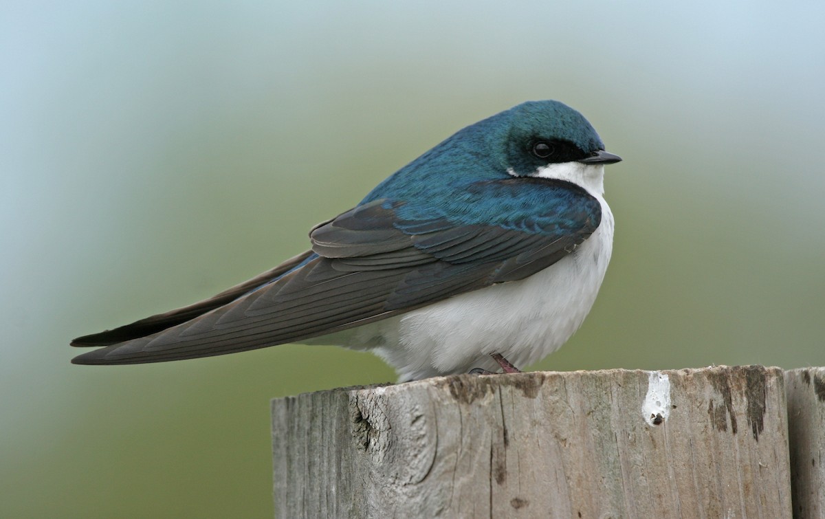 Tree Swallow - ML632647700