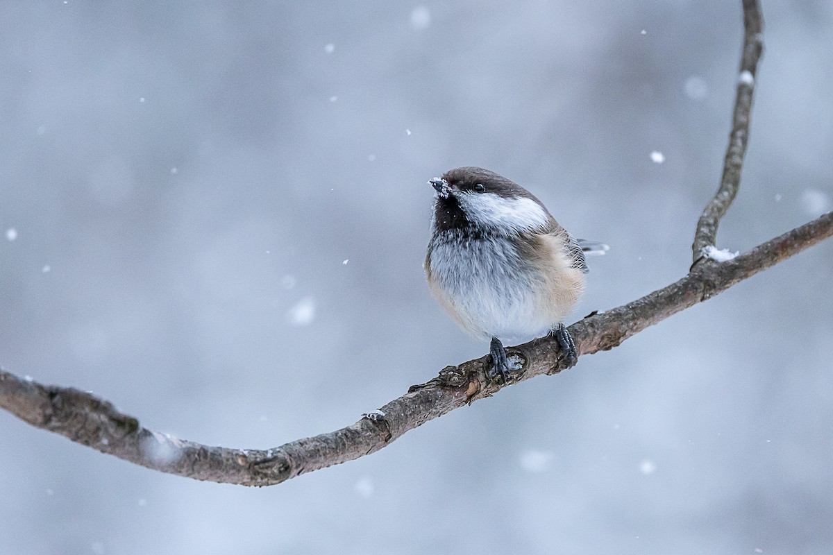 Gray-headed Chickadee - ML632647782