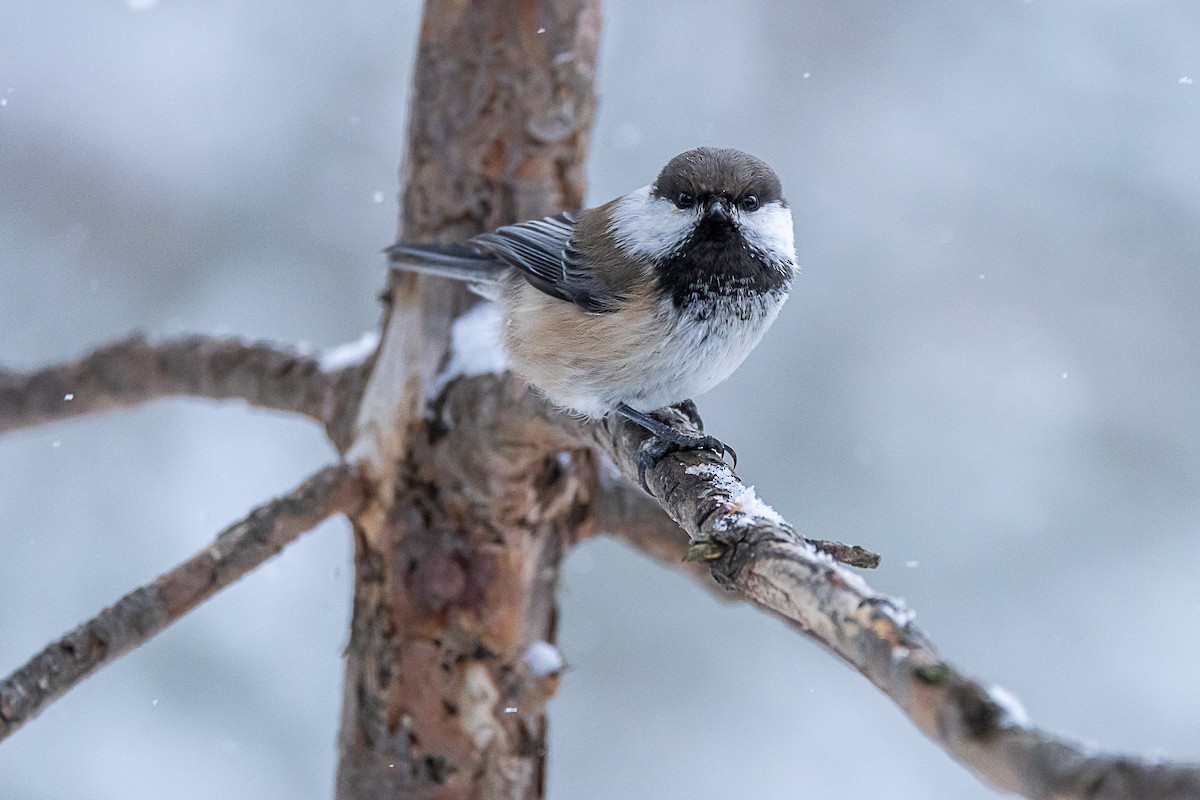 Gray-headed Chickadee - ML632647783