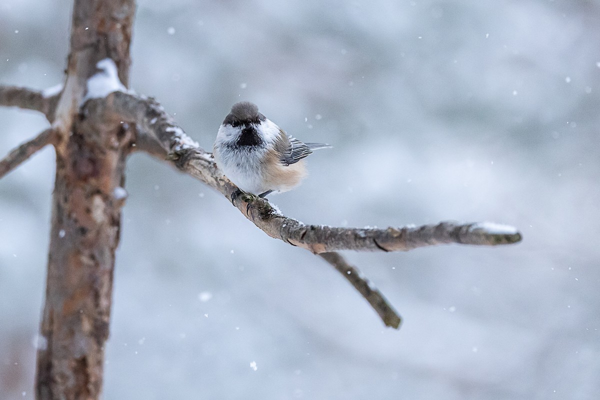 Gray-headed Chickadee - ML632647784