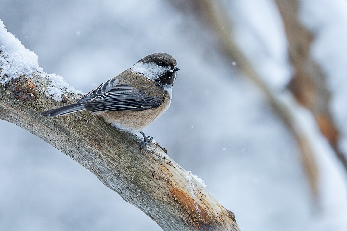 Gray-headed Chickadee - ML632647785