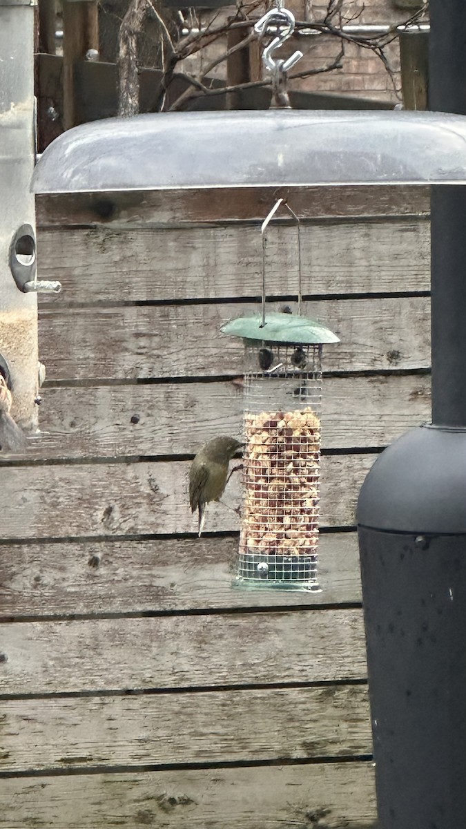 Orange-crowned Warbler - ML632647812