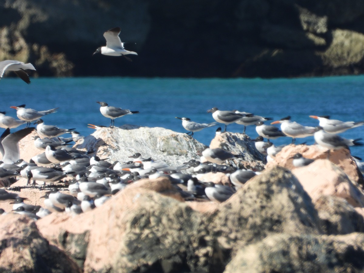 Gabbiano sghignazzante - ML632648078