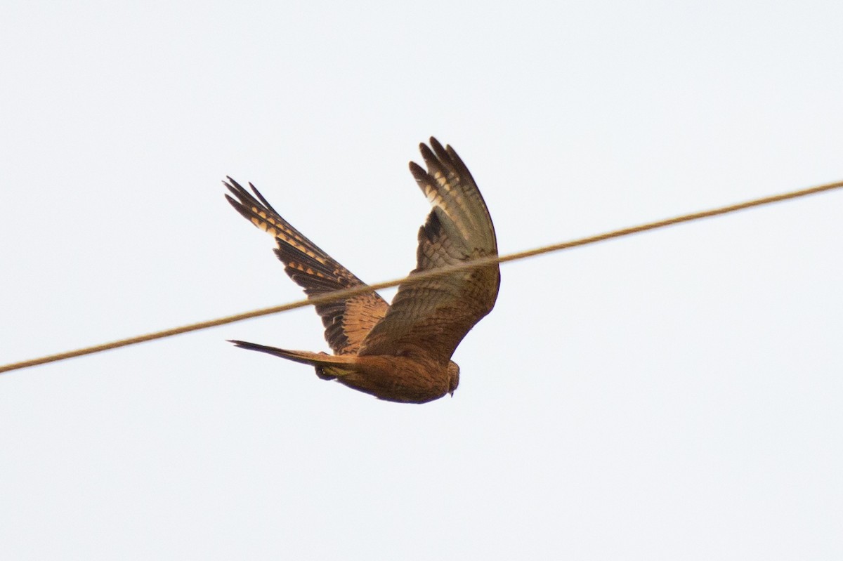 Fox Kestrel - ML632648117