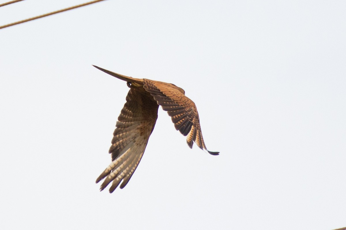 Fox Kestrel - ML632648118