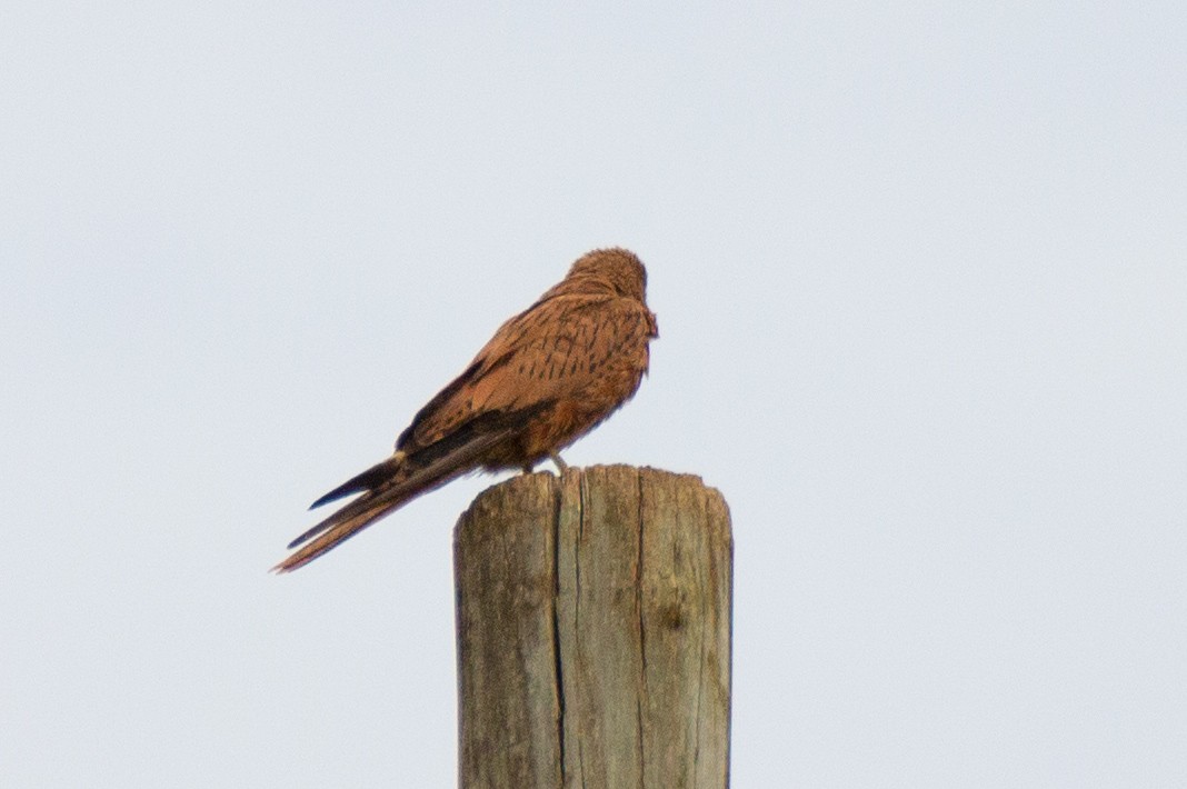 Fox Kestrel - ML632648119