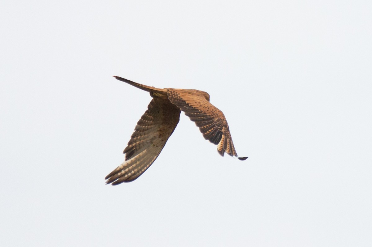 Fox Kestrel - ML632648120