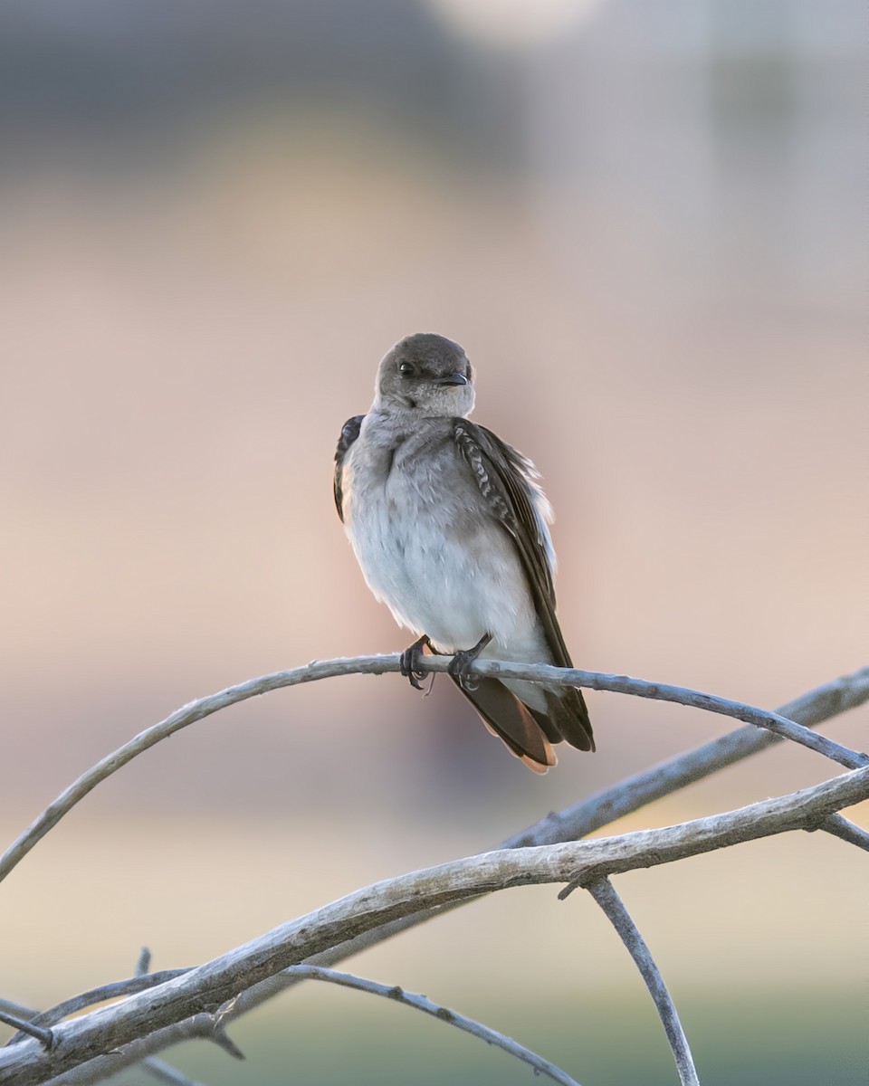 Northern Rough-winged Swallow - ML632648186