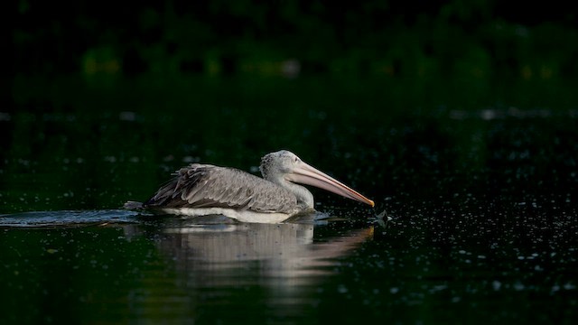 Spot-billed Pelican - ML632648267