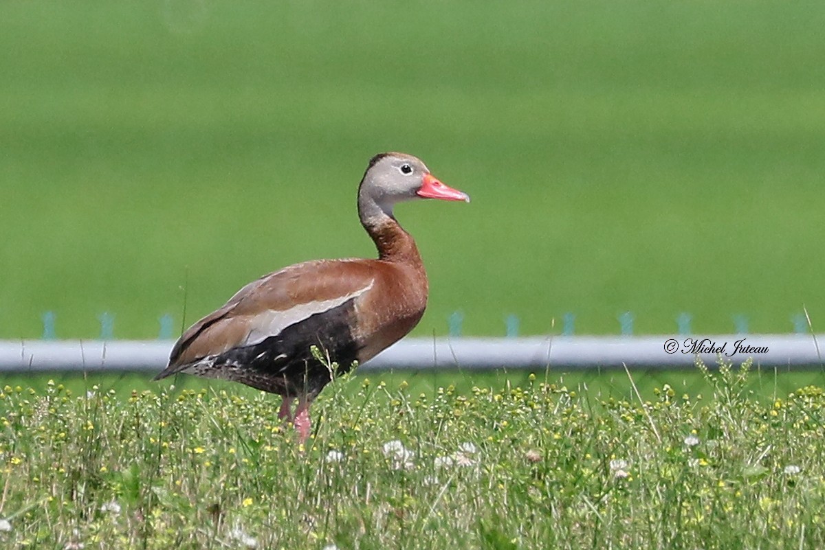 Black-bellied Whistling-Duck - ML63264841