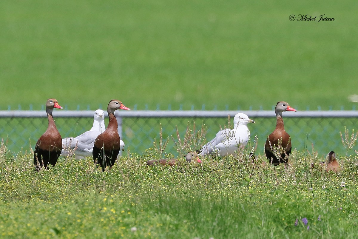 Black-bellied Whistling-Duck - ML63264851