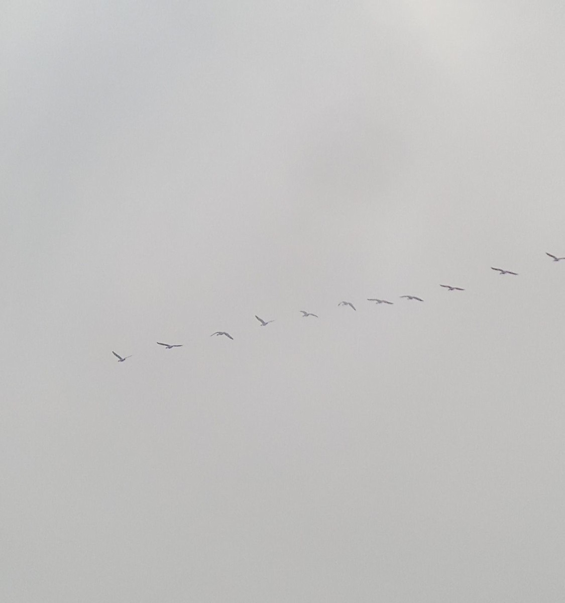 אווז אפור - ML632648618