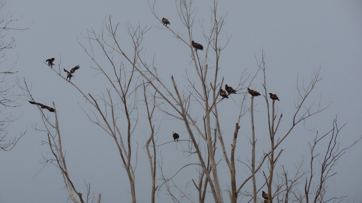 Bald Eagle - ML632648624