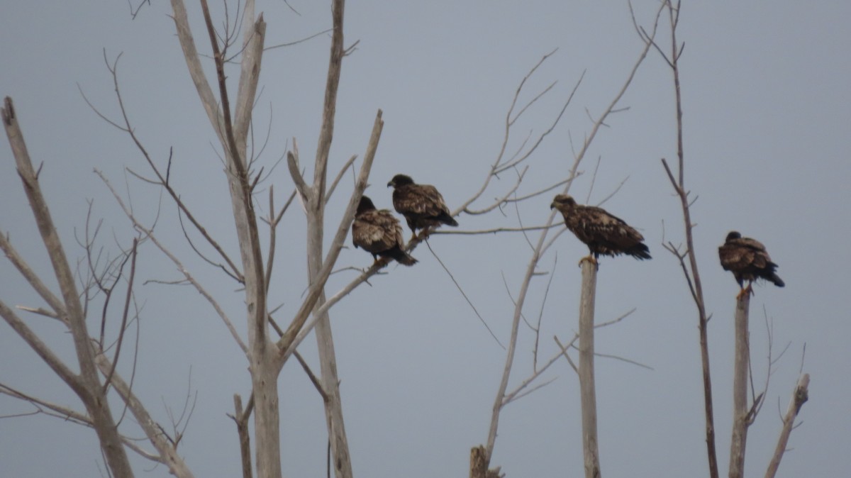 Bald Eagle - ML632648625