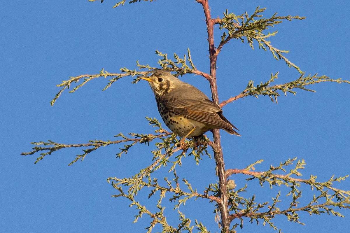 Ethiopian Thrush - ML632648679
