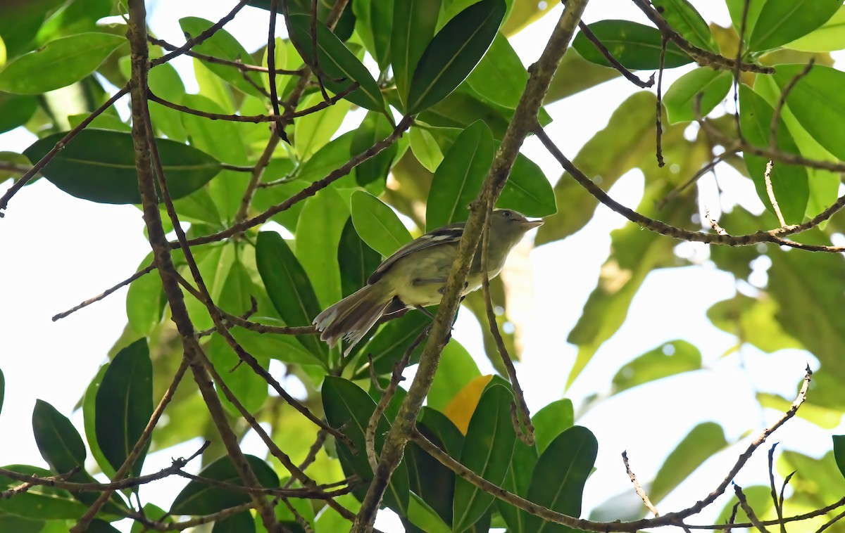 Jamaican Vireo - ML632648700