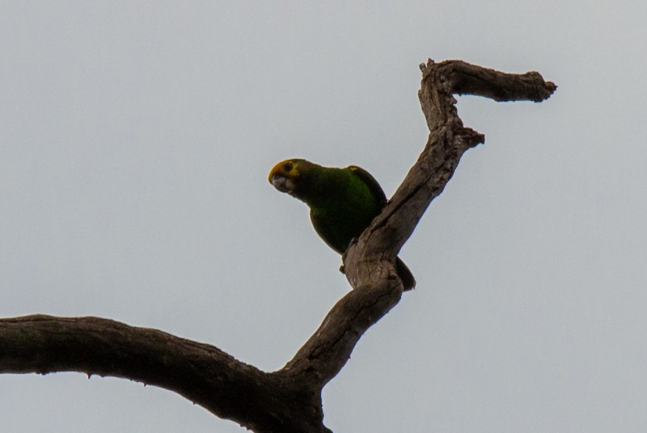 Yellow-fronted Parrot - ML632648710