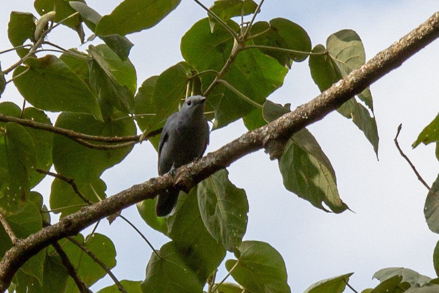 Gray Cuckooshrike - ML632648715