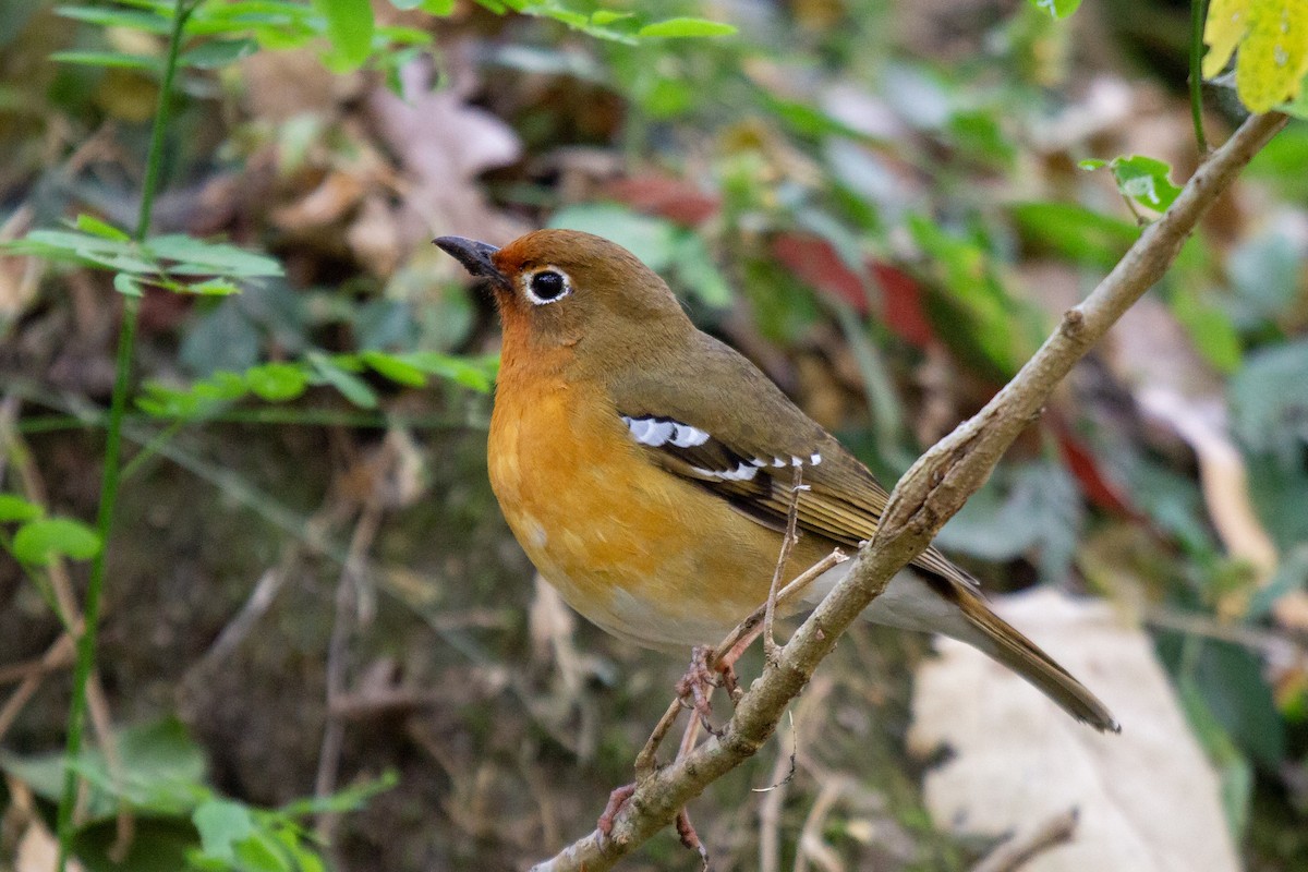 Abyssinian Ground-Thrush - ML632648721