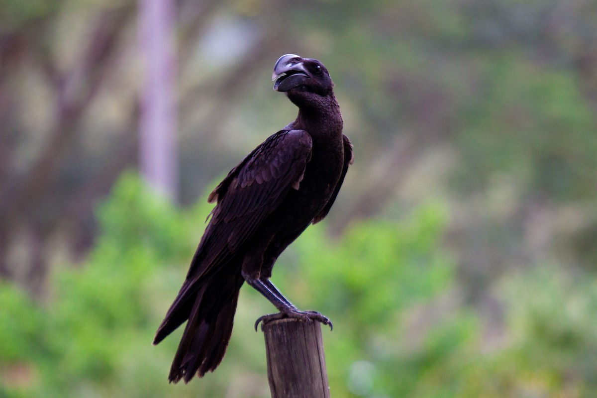 Thick-billed Raven - ML632648773