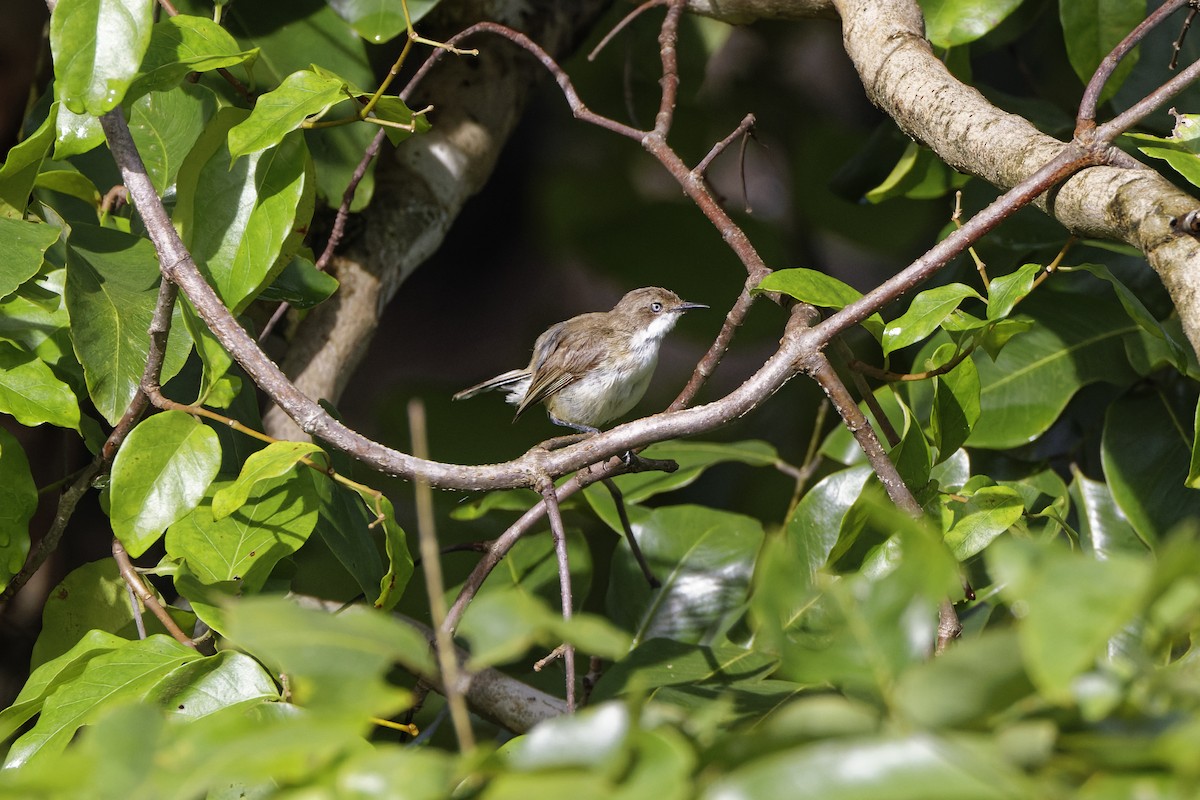Plain Gerygone - ML632648864