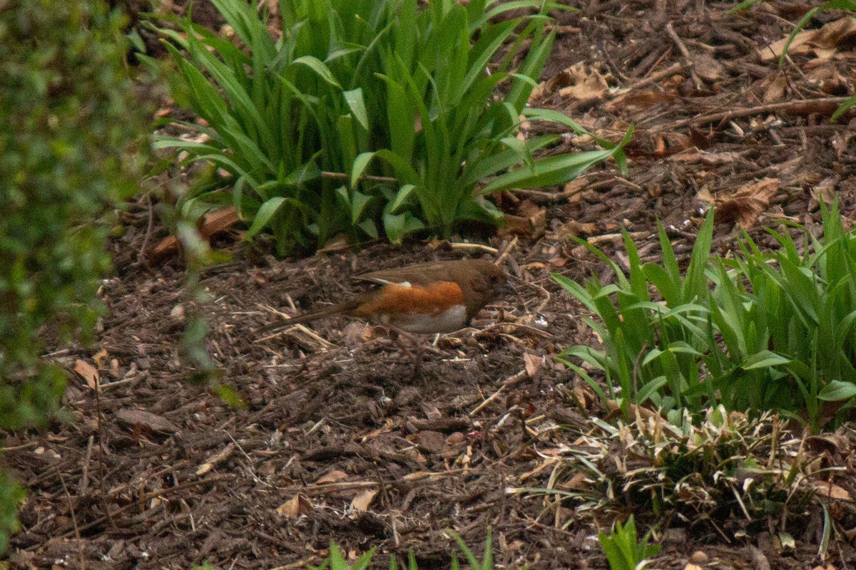 Eastern Towhee - ML632648926