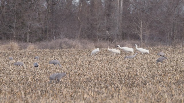 Whooping Crane - ML632649023