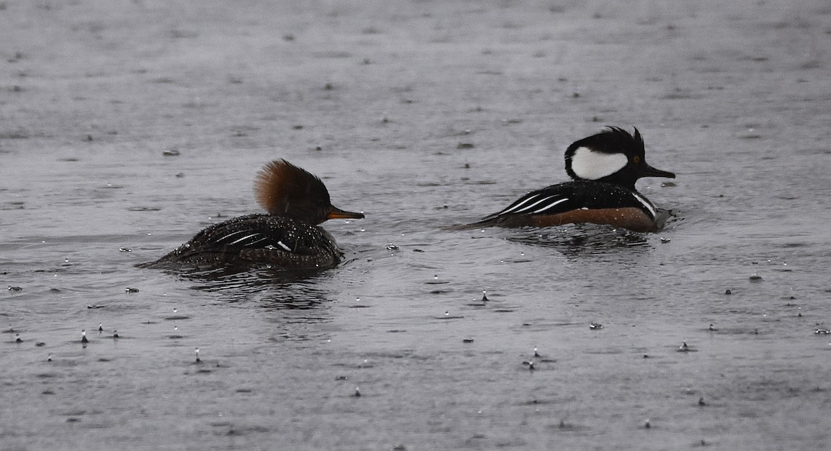Hooded Merganser - ML632649190