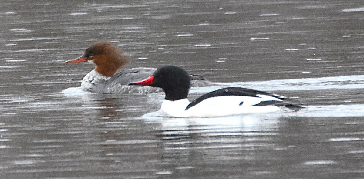Common Merganser (North American) - ML632649194