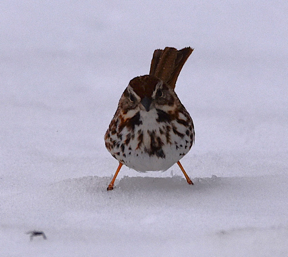 Song Sparrow - ML632649198