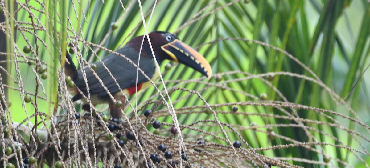 Chestnut-eared Aracari - ML632649201
