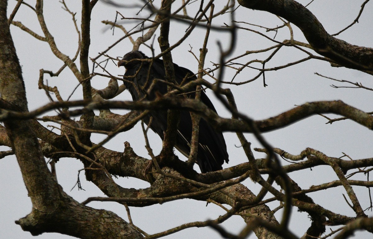 Black Vulture - ML632649230