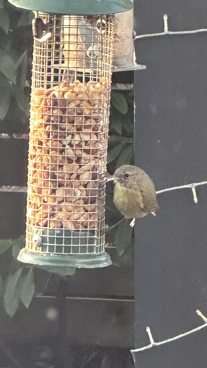 Orange-crowned Warbler - ML632649280