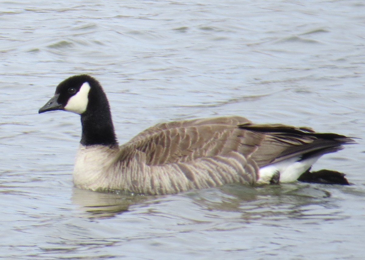 Харлаг галуу - ML632649445