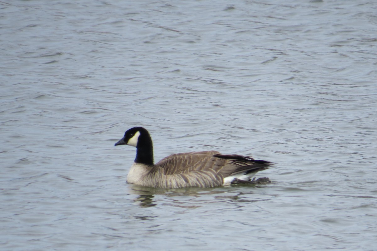 Харлаг галуу - ML632649446