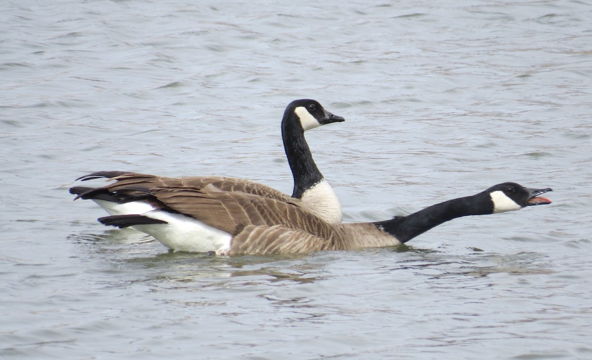 Канад галуу - ML632649455